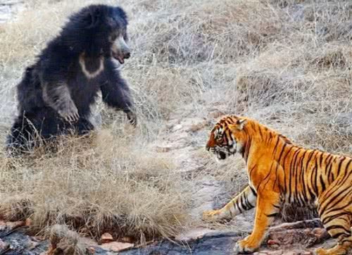 老虎和大熊之间的决斗基本上是由大熊赢得的