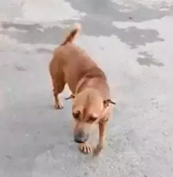 剧精!泰国的一流浪狗在街上作弊乞丐卖惨装瘸腿(泰国剧一米妈妈)