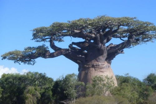 世界上最古老、最长寿的树(世界上最古老)