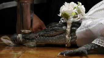 如此奇怪的婚礼:市长嫁给了一只小鳄鱼(奇怪的婚礼 辛南蓉)