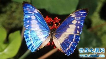 世界上十大最美的蝴蝶是什么?蓝大闪蝶排名(世界上十大最美的蛇图片)