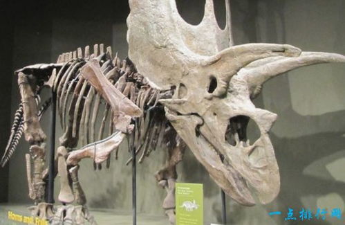 世界上最大的恐龙 阿根廷龙 重100吨