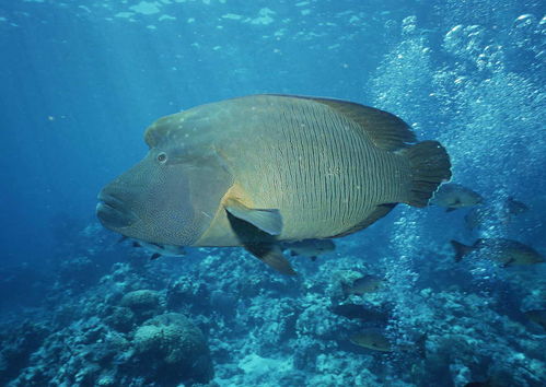 海洋生物海底世界海底背景海洋鱼图片素材 模板下载 2.54MB 其他大全 标志丨符号 