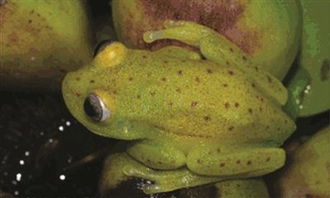 阿根廷发现世界上第一种 荧光蛙 皮肤可发出蓝绿色荧光