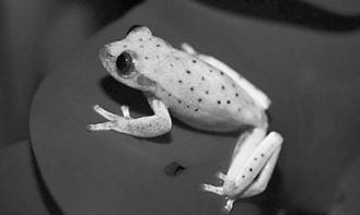 科学家发现首个荧光蛙类 其荧光分子具新发光模式