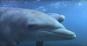 海豚用嘴戳河豚,好像车祸有趣的原因隐藏在现场照片背后(河豚和海豚)