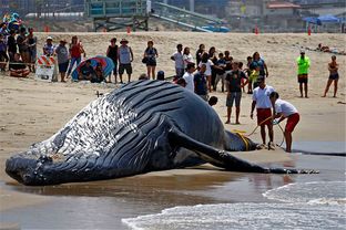 深海搁浅座头鲸图片 在美国的洛杉矶海岸搁浅了一头(座头鲸为什么会搁浅)