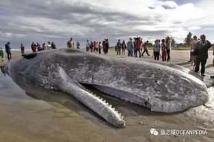 座头鲸三次搁浅江苏启东海滩,最终不幸死亡......