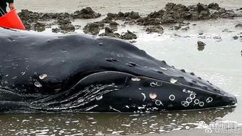 今天,座头鲸宝宝第三次搁浅启东海滩,然而这一次