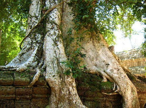 食人树真的会吃人吗,世界上最大的食人树