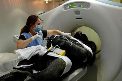 如何做大动物?CT扫描的 狮子变成大猫这样拍照(如何做大排)