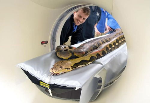大型动物怎么做CT扫描,狮子瞬间变软趴趴的大猫 