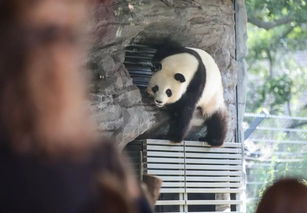 旅德大熊猫 梦梦 可能有喜了