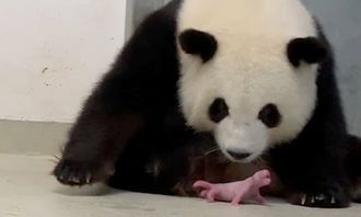 默克尔访华前 柏林动物园大熊猫 梦梦 产双胞胎