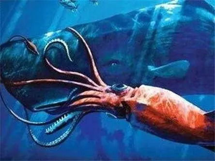 深海 巨人 大王酸浆鱿