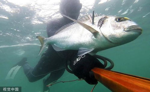 英国根西岛Pierre Joubert巨型鲷鱼成功捕获上岸(英国根西岛邮编)