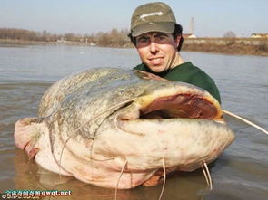 鲶鱼竟吞食跟自己一样大的鱼 盘点全球超级巨型鲶鱼 