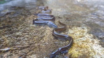 尼斯湖水怪的真身终于揭晓 可能是巨型鳗鱼