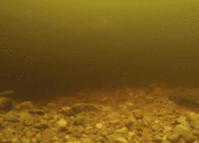尼斯湖水怪真相可能揭晓 水底拍到巨型鳗鱼视频