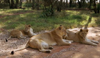 开着车窗游南非狮子园 美国女游客被咬死 