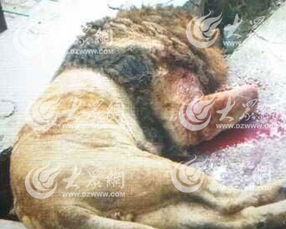 泰安虎山公园狮子咬死饲养员 狮子被击毙