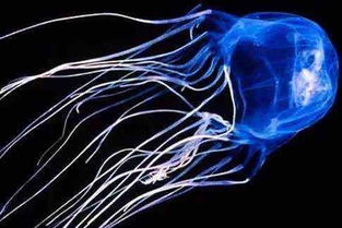 毒性最强的水母:澳大利亚十大剧毒水母箱形水母(毒性最强的水母排行榜)