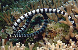海洋中最毒的蛇之一 艾基特林海蛇