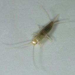 请问这个是什么虫子 
