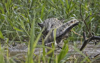 美洲豹从树上跳下捕获鳄鱼 巴西摄影师拍下全过程 视频 