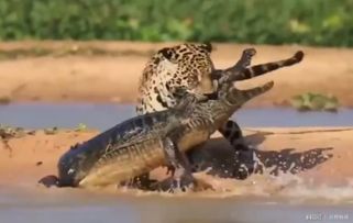 为什么美洲豹能捕杀鳄鱼,看懂美洲豹的咬合力你就不奇怪了