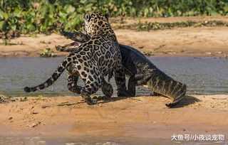 为什么美洲豹不怕鳄鱼, 鳄鱼怎么干不过美洲豹, 它的咬合力才明白