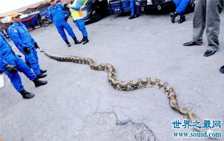 世界上最大的蟒蛇可达12米 蟒蛇吃人事件引全球关注 2 