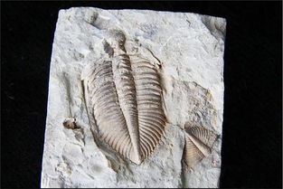 三叶虫化石上出现人类脚印,5亿年前的地球,真的有史前文明吗