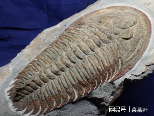 释疑解惑 踩在三叶虫化石上的人类脚印是真的吗