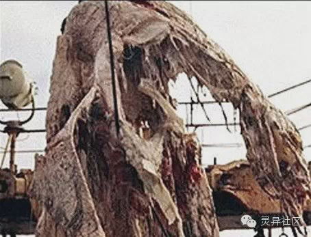 1977年日本 瑞弹丸 号错失深海蛇颈龙
