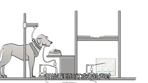 你的某些反应可能没有经过大脑,条件反射的巴甫洛夫的狗