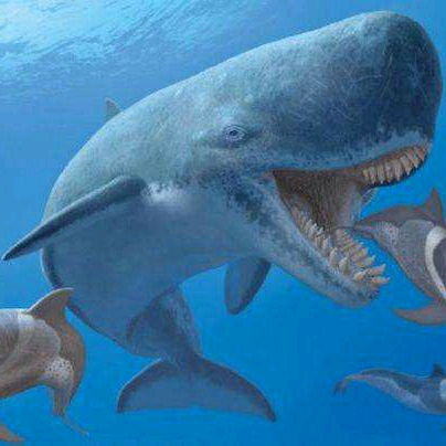 方舟 生存进化 自创生物 梅尔维尔鲸