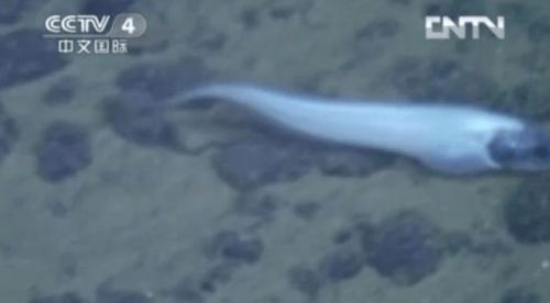蛟龙号发现的恐怖生物,海底惊现12米巨型真龙