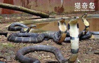 中国八三年蛇灾,历史上最严重的事件