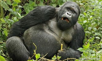 非洲银背大猩猩喝醉镜头