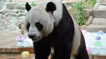 旅泰大熊猫创创死亡 Dhipaya Insurance根据死(泰国大熊猫创创死因)