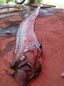 500多斤 3.5米长 外星生物 漳浦六鳌两天惊现两条 怪鱼 ,竟是 