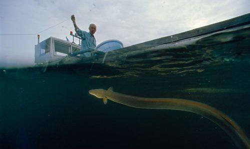 尼斯湖水怪 究竟是什么 最新研究认为它是巨型鳗鱼