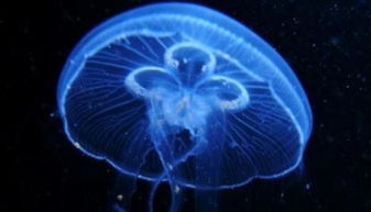 全世界唯一长生不老的生物 灯塔水母可以在家养吗