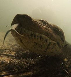 巴西潜水者水下与7米长蟒蛇面对面 系现存最大蛇 