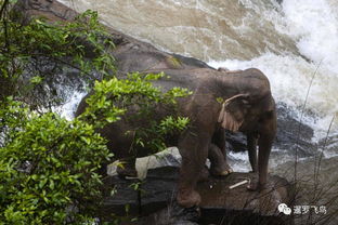 太惨 小象从泰国考艾地狱瀑布跌落,5头大象为救小宝宝全部摔死