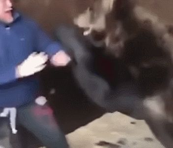 俄罗斯拳手与巨熊搏斗后制服,网友开玩笑说:这只熊是演员,那种(俄罗斯最厉害的拳手)