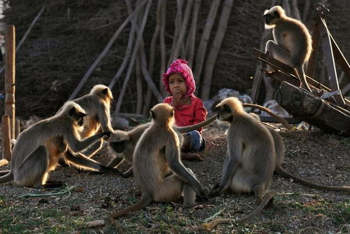 印度5岁男孩与猴子沟通无障碍 村民视其为神!(玉米病印度男孩)