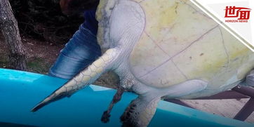触目惊心 获救海龟在康复中心拉出一堆塑料