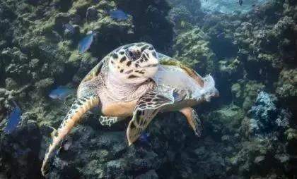 硕大如鲸鱼却频频死于 塑料 100 的海龟体内也发现有塑料